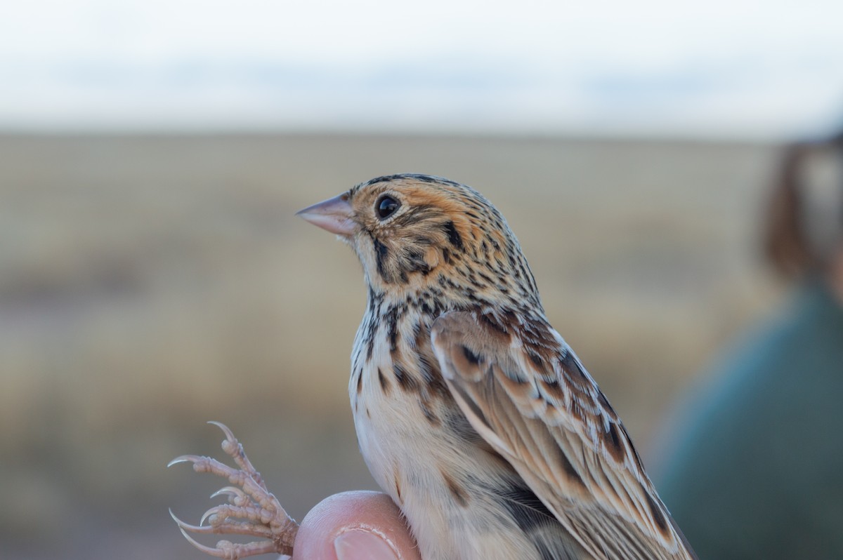 Baird's Sparrow - ML616259706