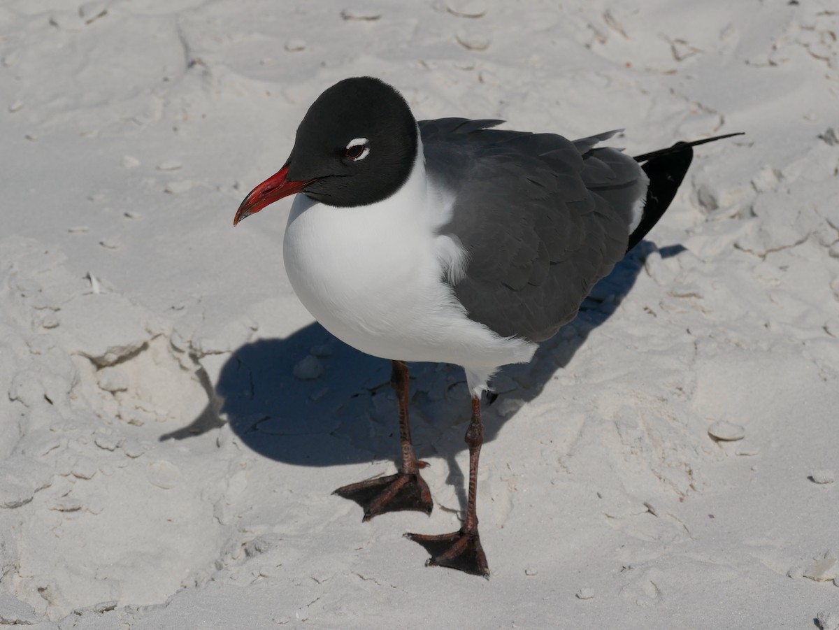 Mouette atricille - ML616259736