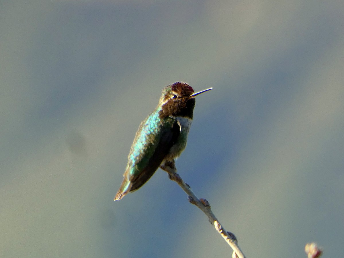Anna's Hummingbird - ML616259741