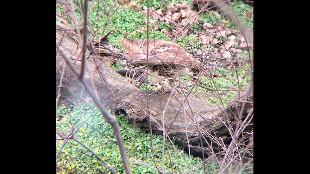 Red-tailed Hawk (borealis) - ML616259793