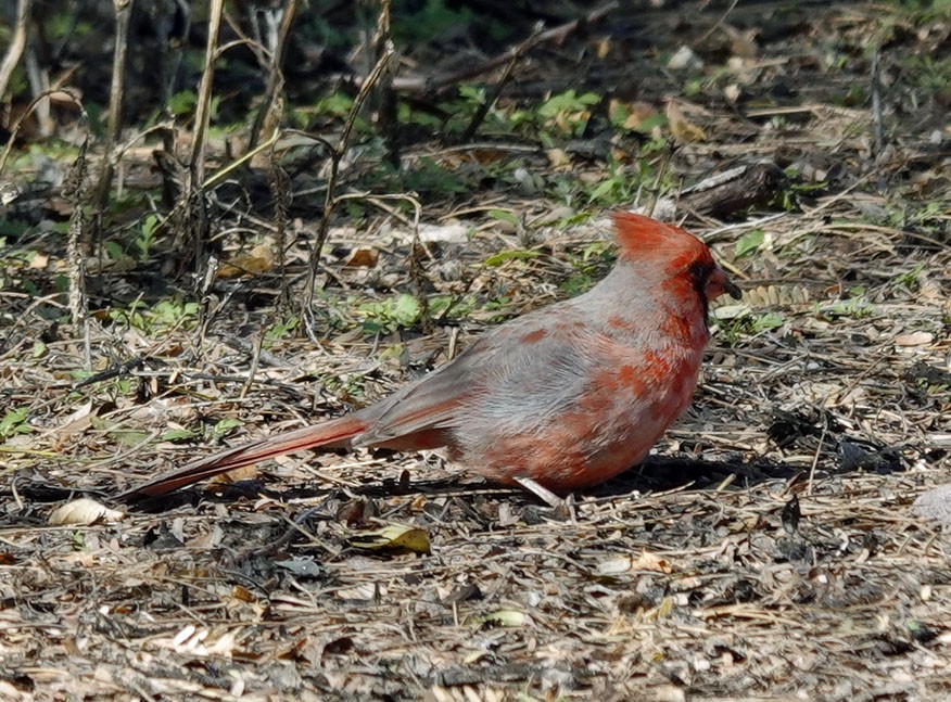 Cardinal rouge - ML616259818