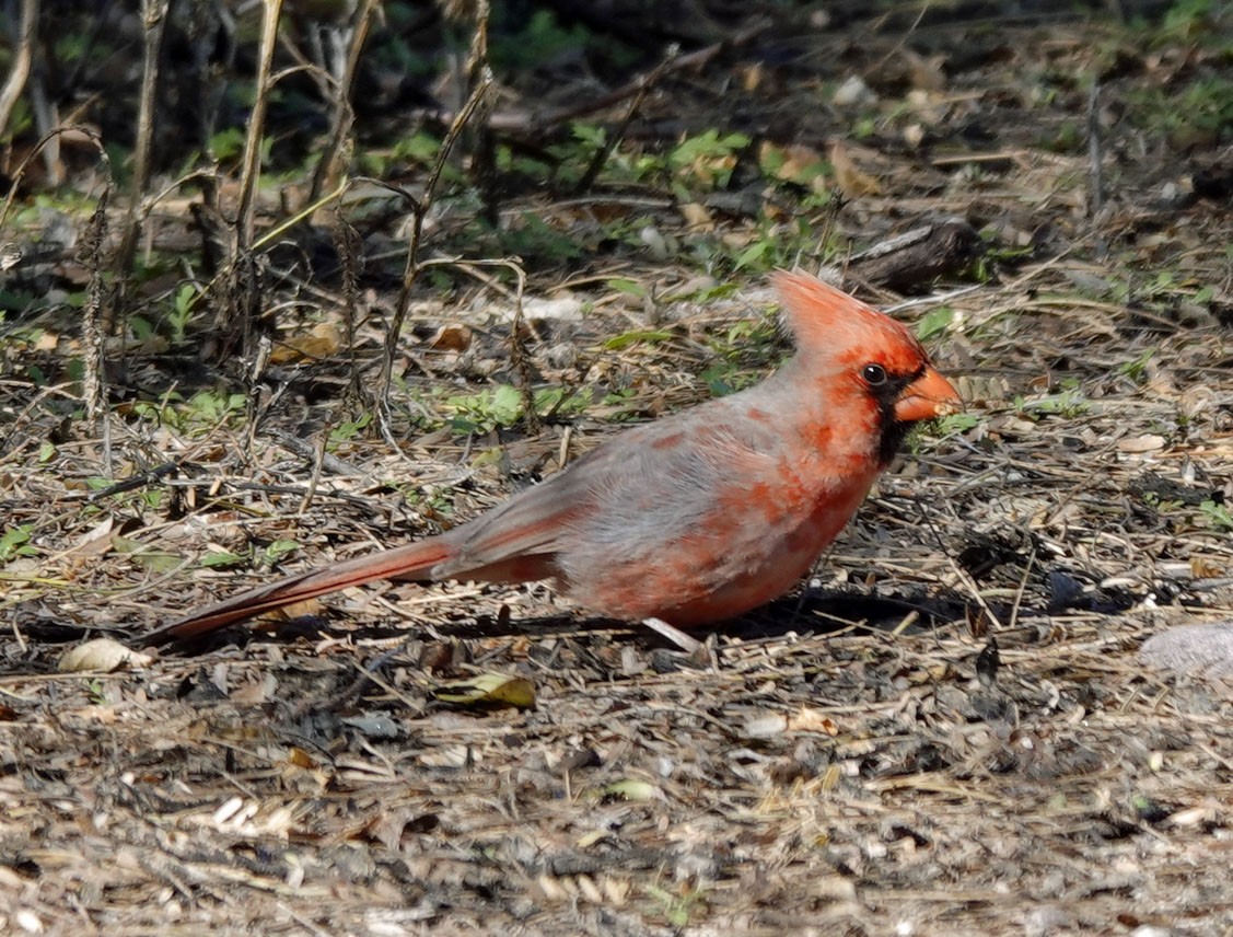 Cardinal rouge - ML616259820