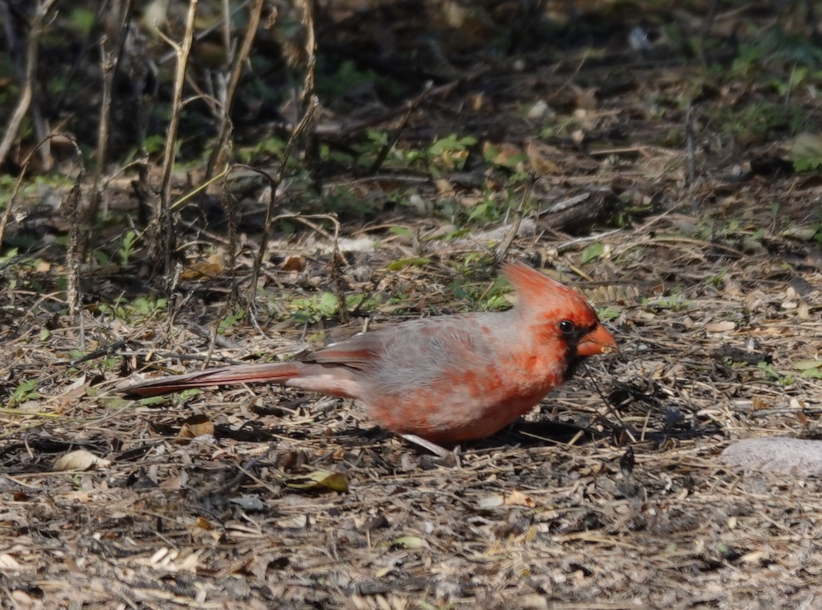 Cardinal rouge - ML616259821