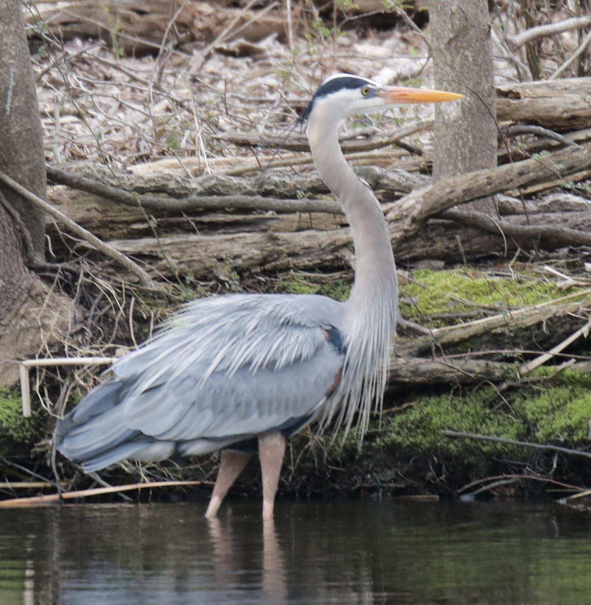 Great Blue Heron (Great Blue) - ML616259823