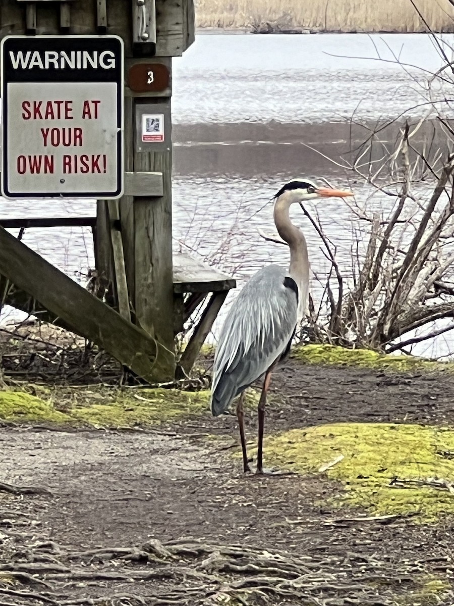 Great Blue Heron (Great Blue) - ML616259824