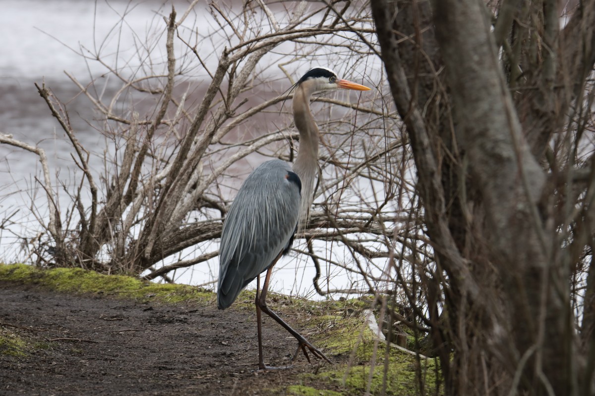 Great Blue Heron (Great Blue) - ML616259825