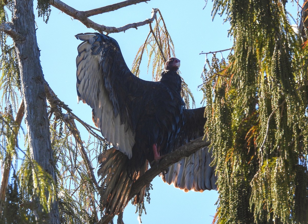 Turkey Vulture - ML616259900