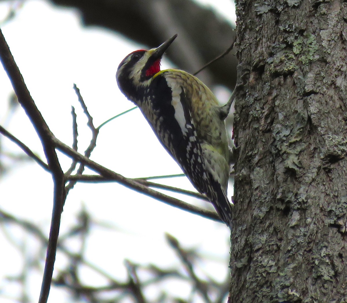 Yellow-bellied Sapsucker - ML616259964