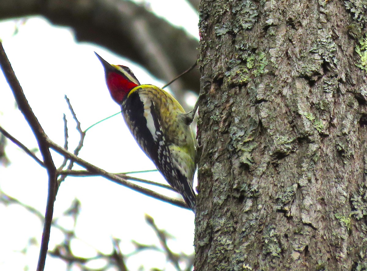 Yellow-bellied Sapsucker - ML616259965