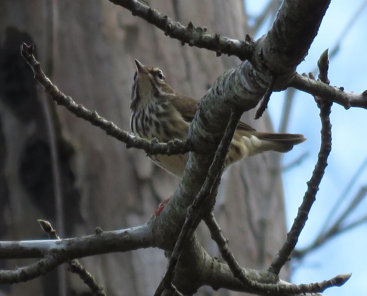 Louisiana Waterthrush - ML616259976