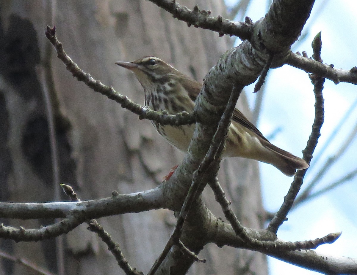 Louisiana Waterthrush - ML616259977