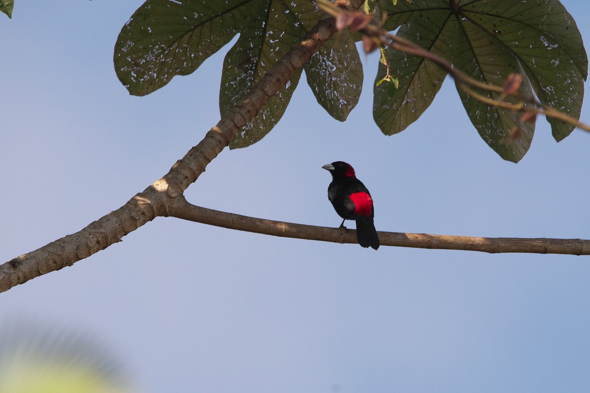 Crimson-collared Tanager - ML616259978