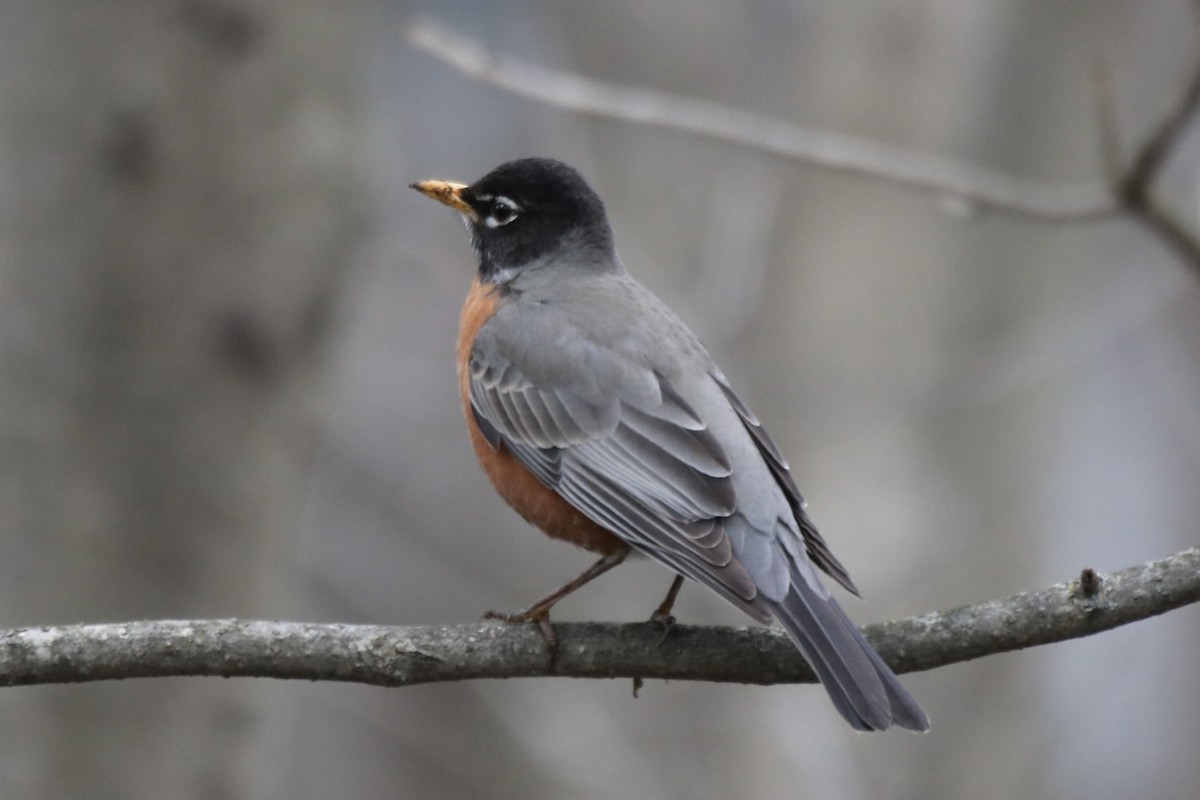 American Robin - ML616259982