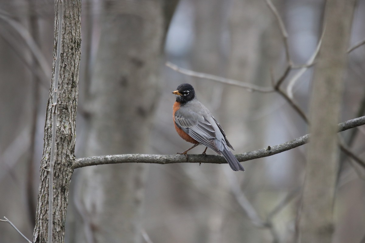 American Robin - Kelly Krechmer