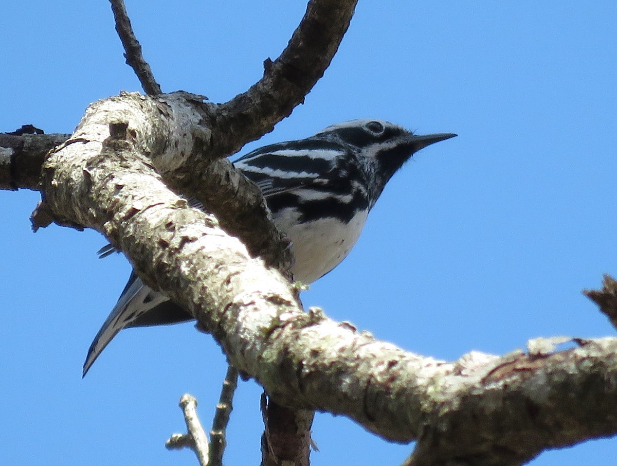 Black-and-white Warbler - ML616259989