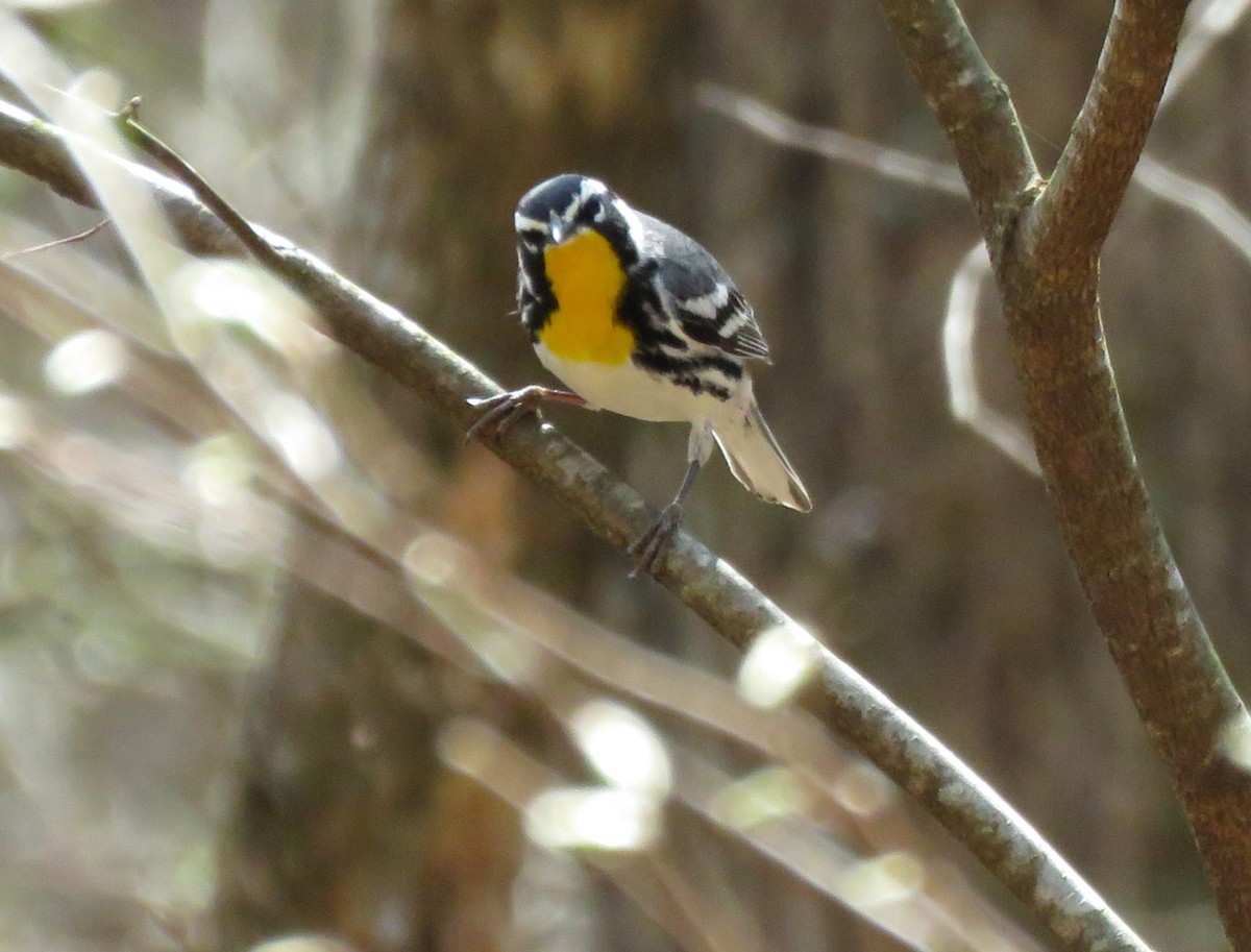 Yellow-throated Warbler - ML616259999