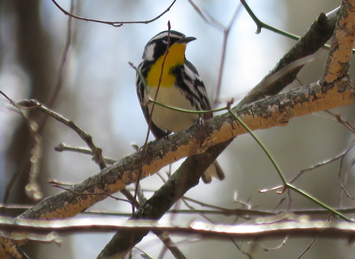 Yellow-throated Warbler - ML616260000