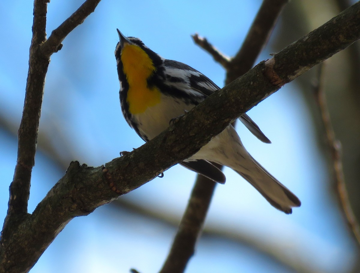 Yellow-throated Warbler - ML616260001