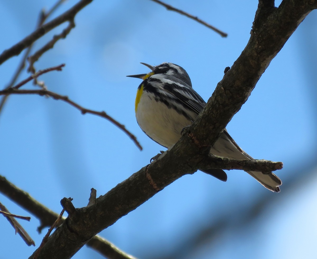 Yellow-throated Warbler - ML616260002