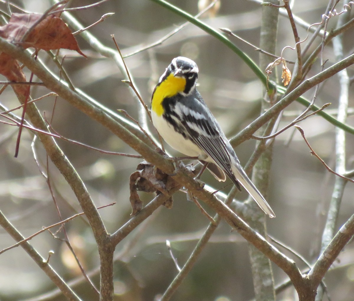 Yellow-throated Warbler - ML616260003