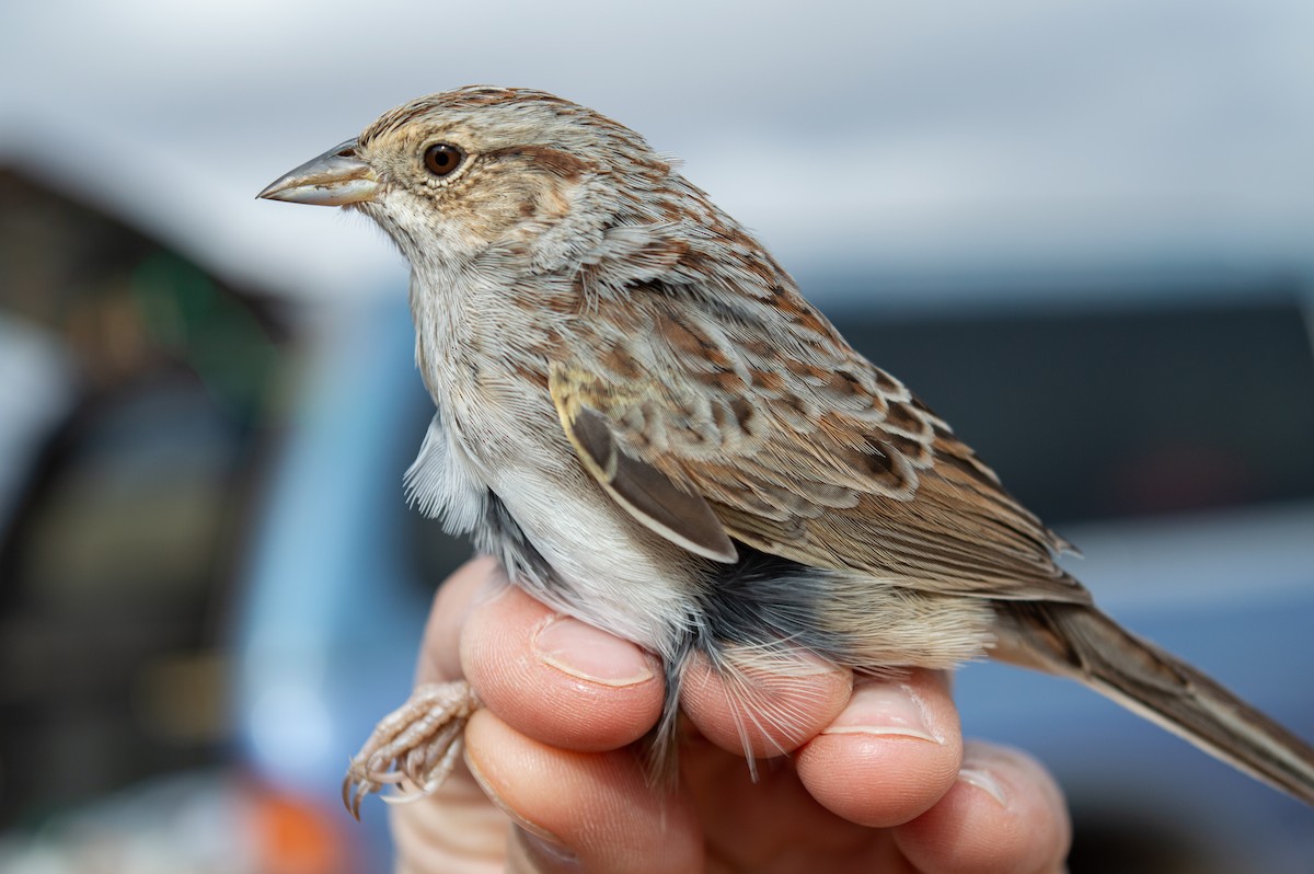 Cassin's Sparrow - ML616260026