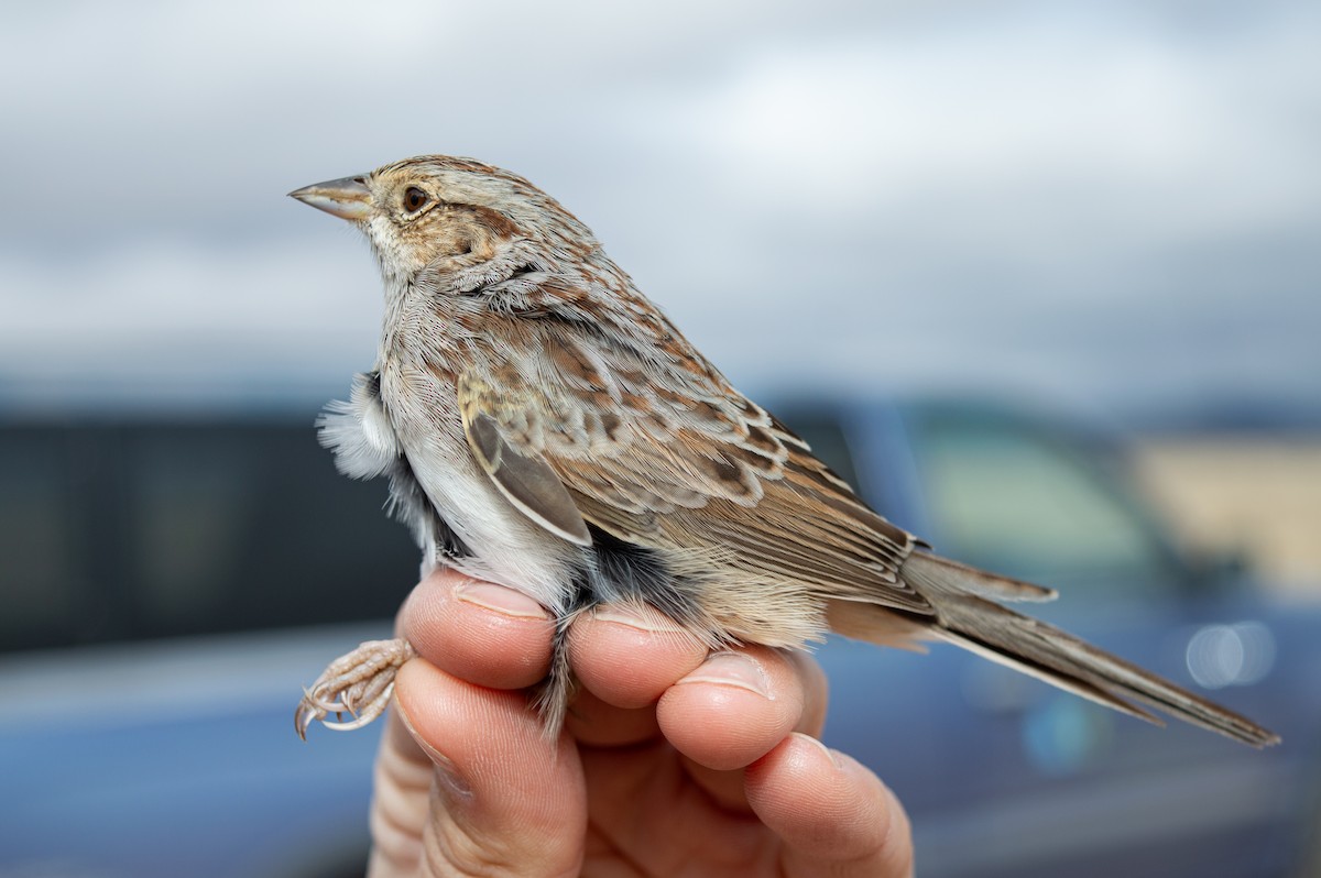 Cassin's Sparrow - ML616260051