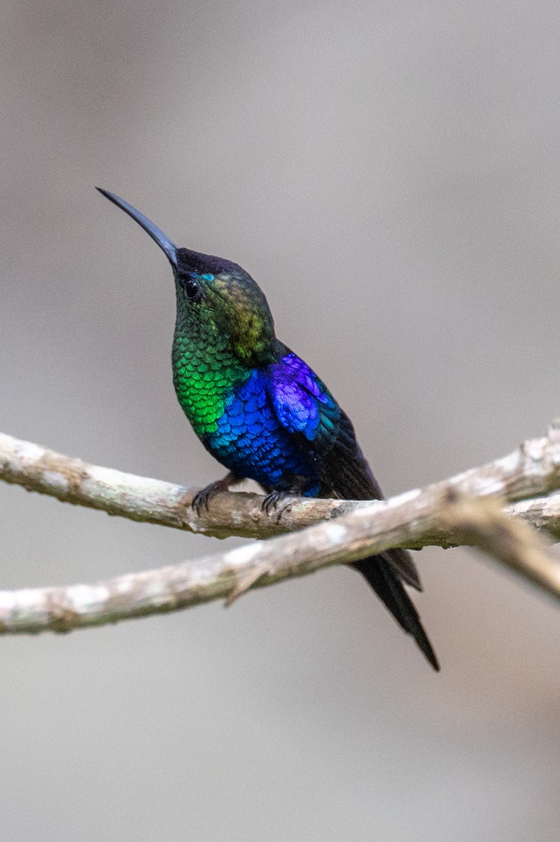 Crowned Woodnymph (Northern/Colombian Violet-crowned) - ML616260052