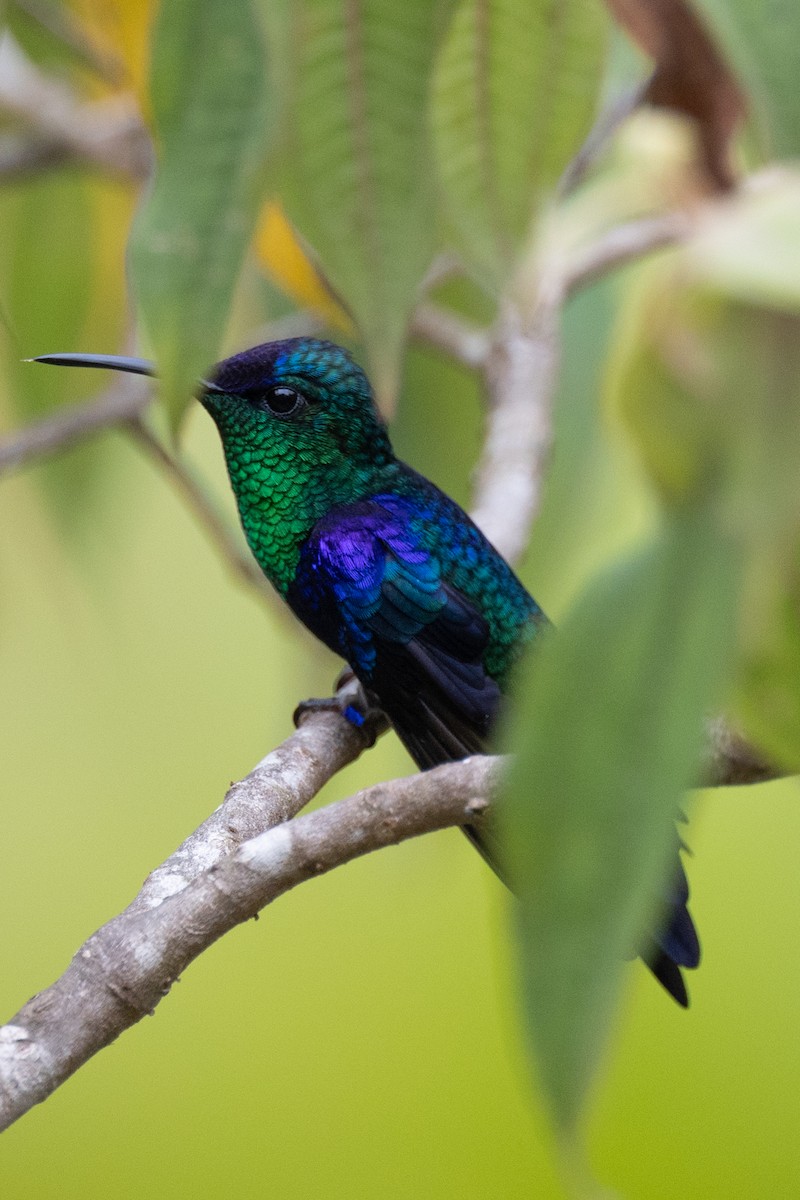 Crowned Woodnymph (Northern/Colombian Violet-crowned) - ML616260053