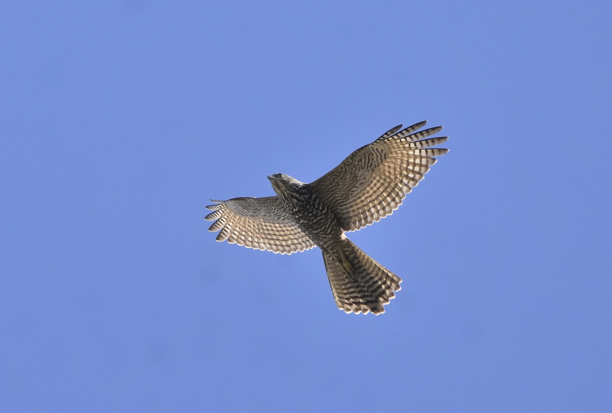 Brown Goshawk - ML616260065