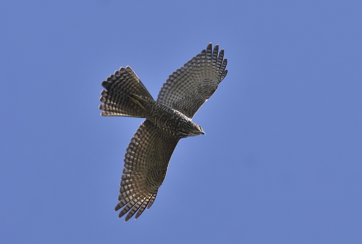 Brown Goshawk - ML616260066