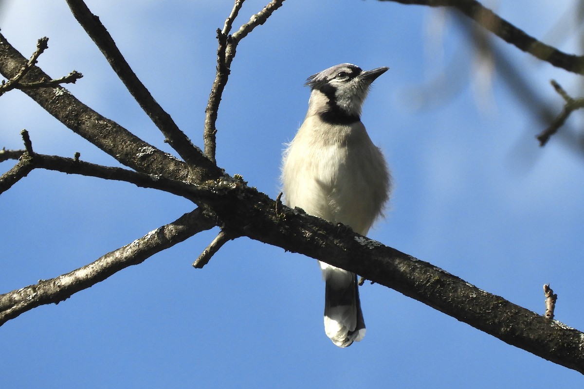 Blue Jay - ML616260072