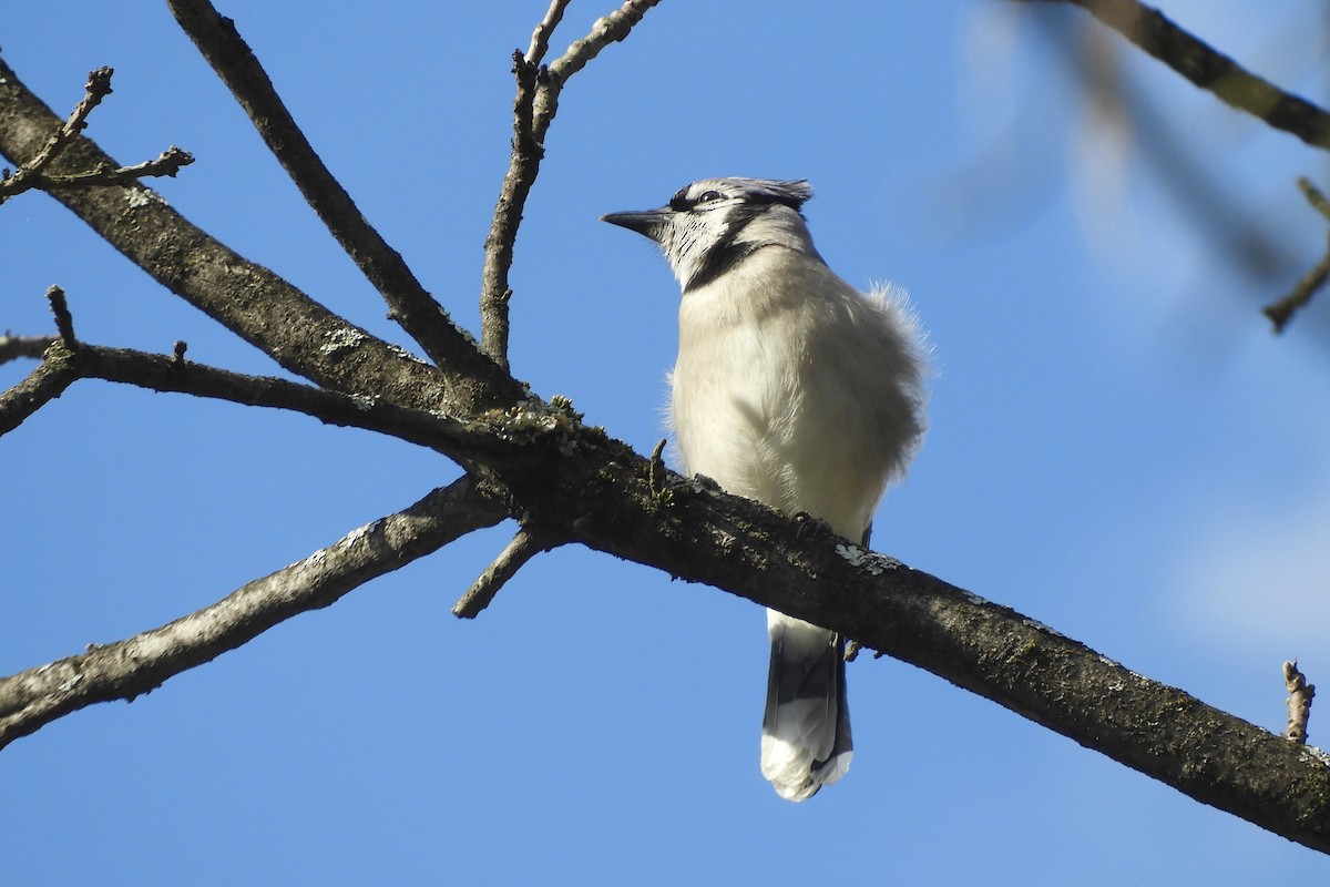 Blue Jay - ML616260073