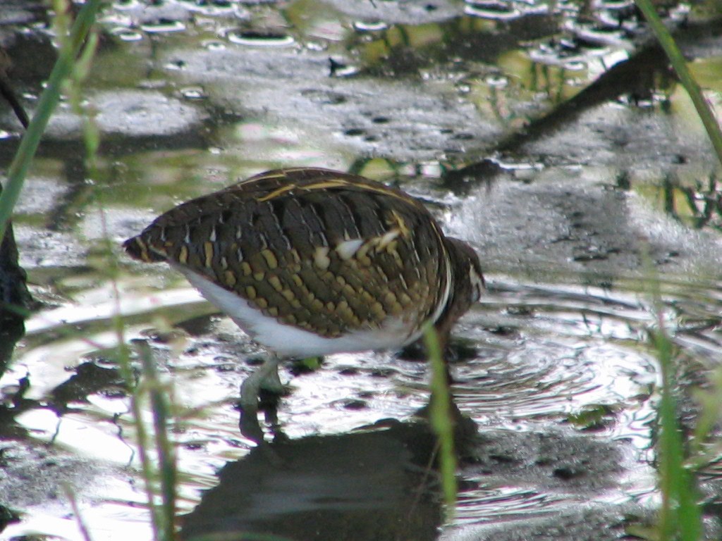 Greater Painted-Snipe - ML616260080