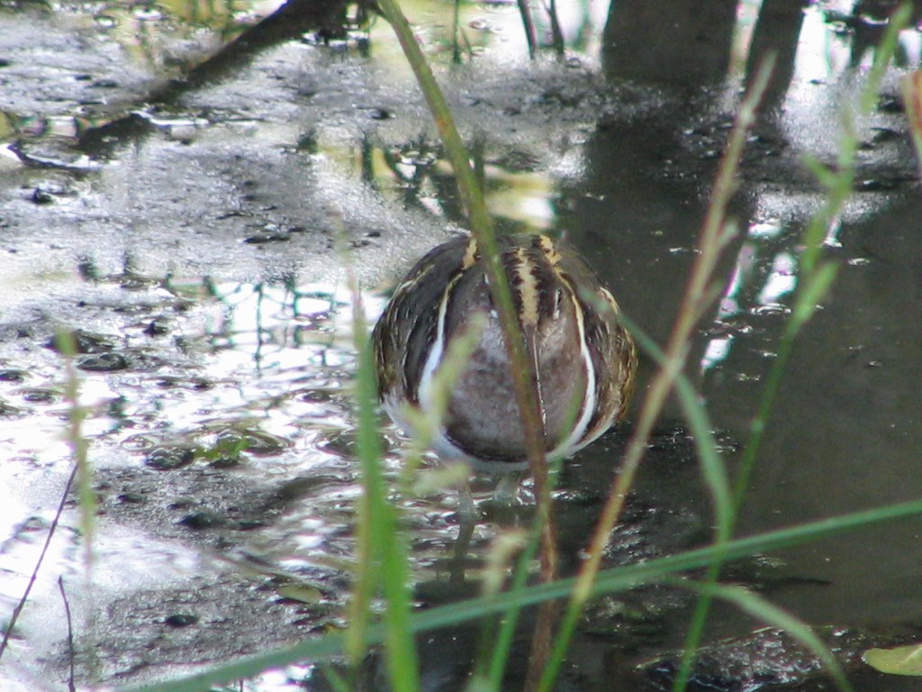 Greater Painted-Snipe - ML616260081