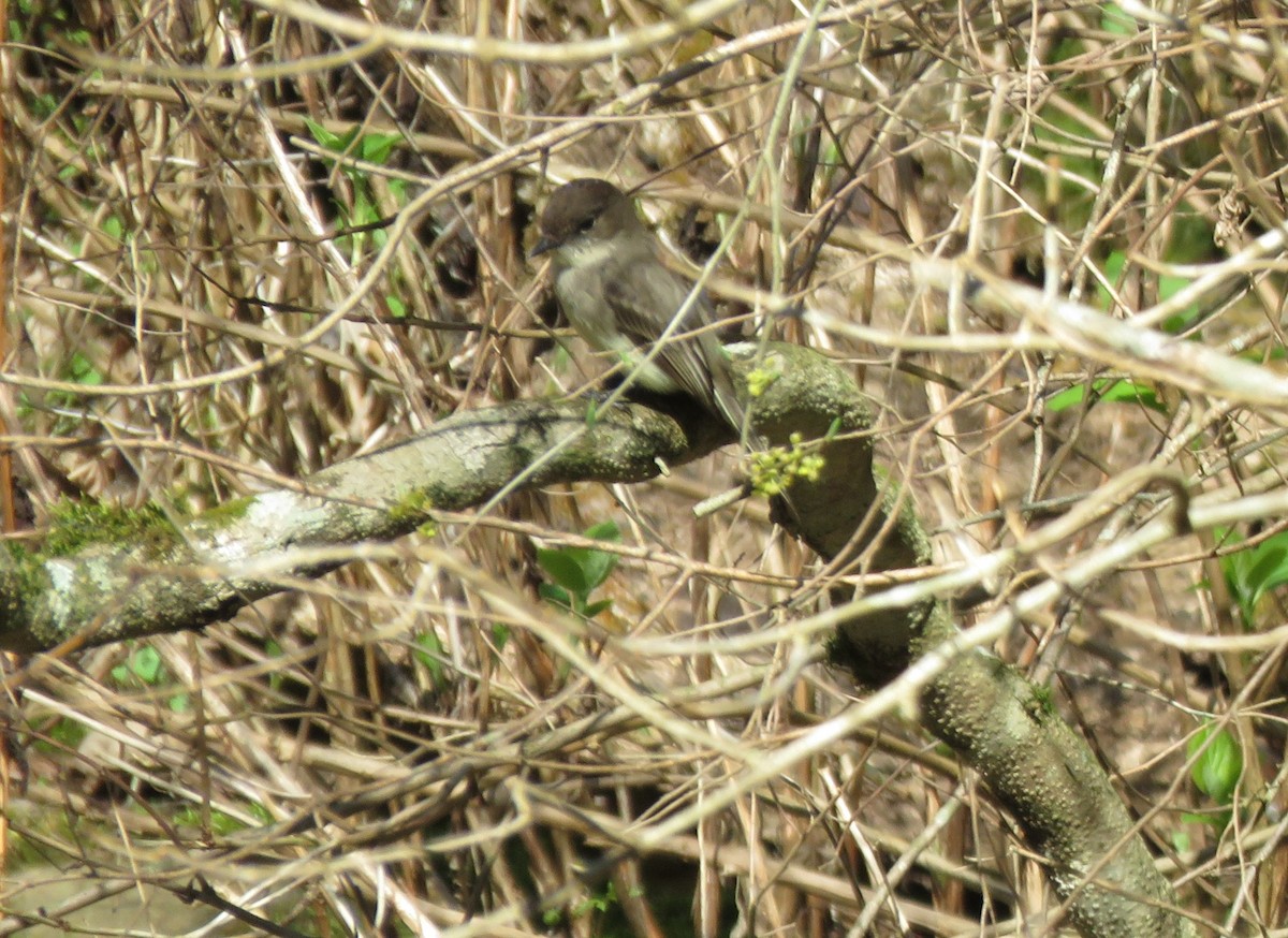 Eastern Phoebe - ML616260094