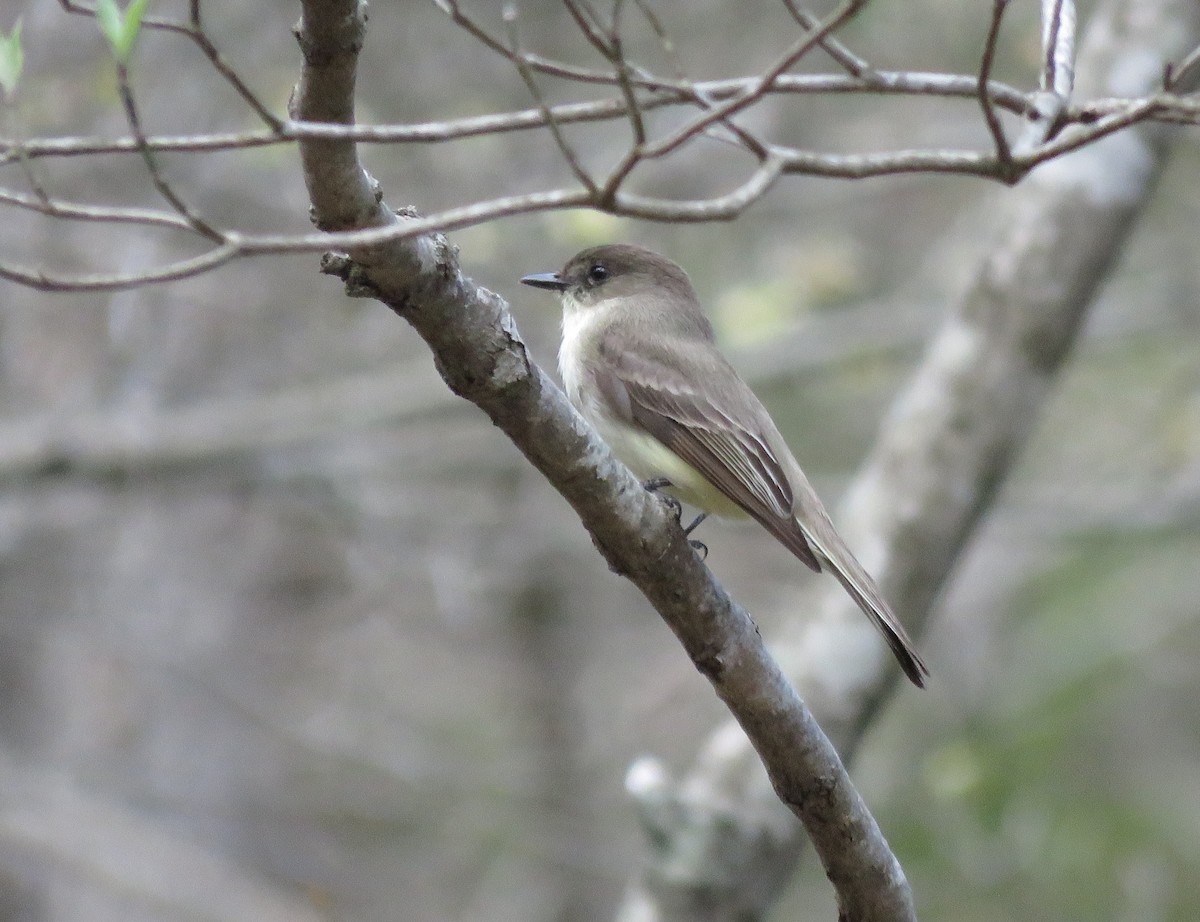 Eastern Phoebe - ML616260095