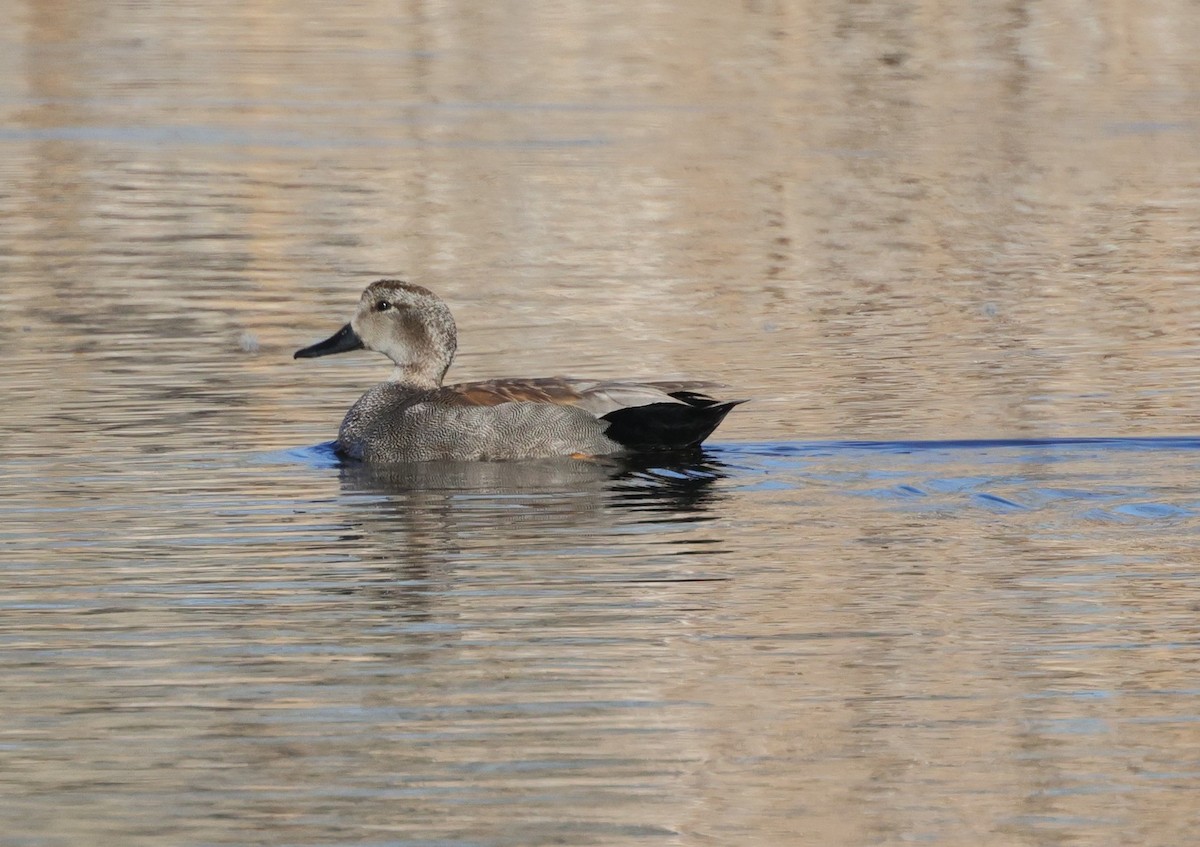 Gadwall - ML616260127