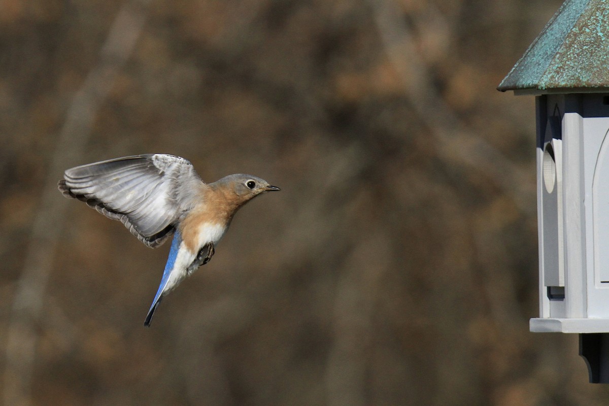 Eastern Bluebird - Evan Knudsen