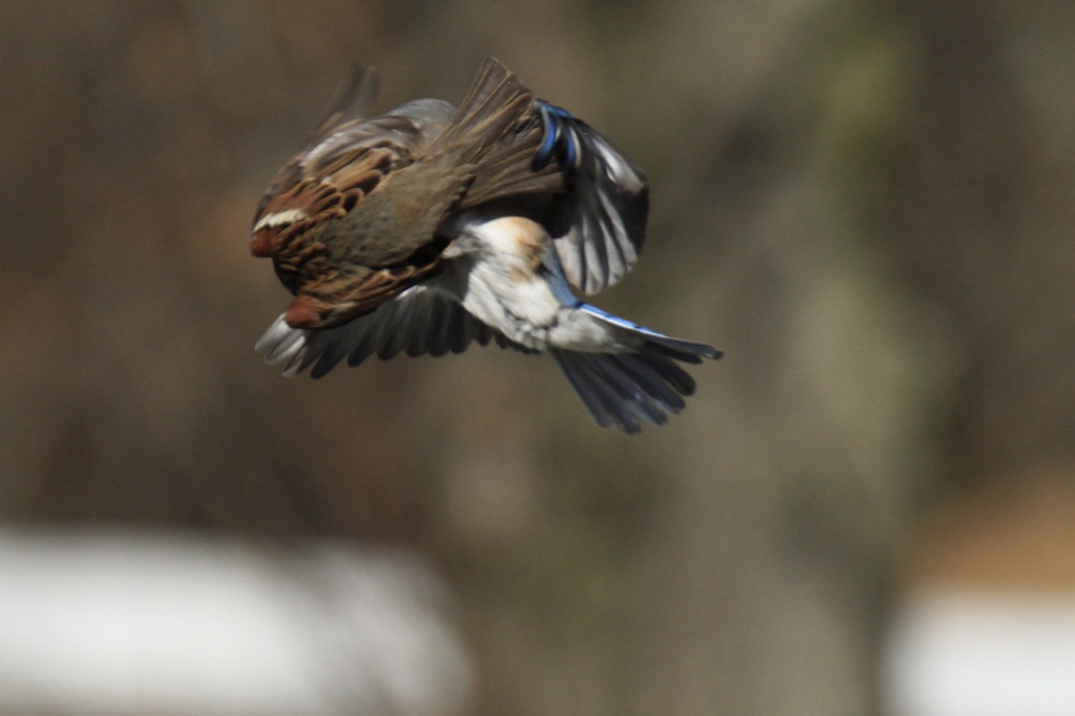 Eastern Bluebird - Evan Knudsen