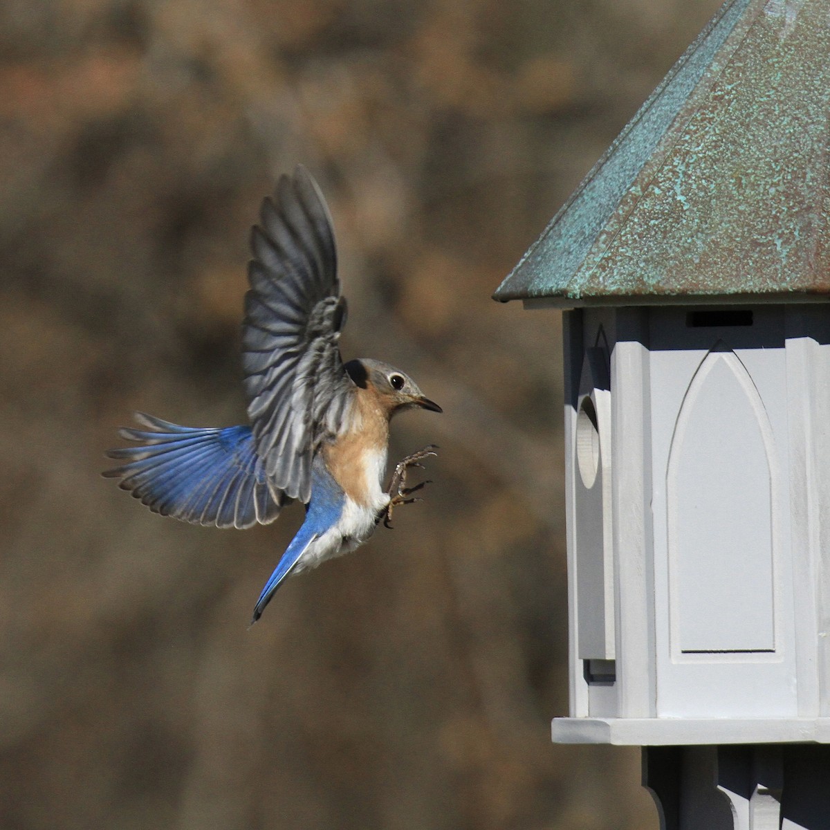 Eastern Bluebird - Evan Knudsen