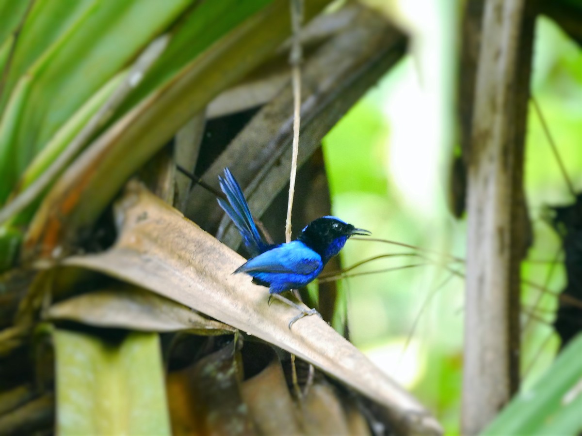 Emperor Fairywren - ML616260147