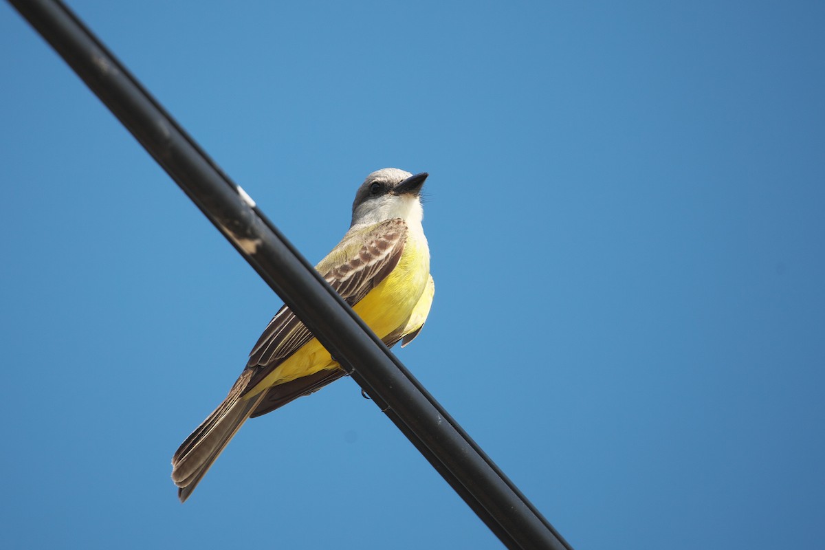 Tropical Kingbird - ML616260264