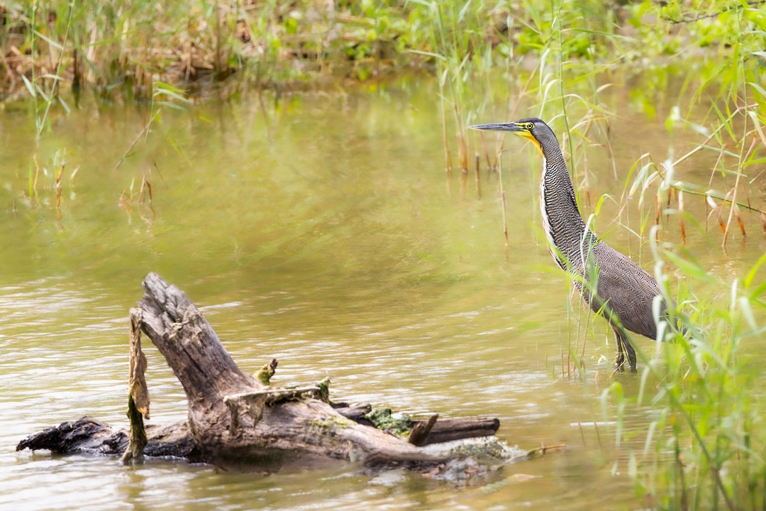 Bare-throated Tiger-Heron - ML616260266