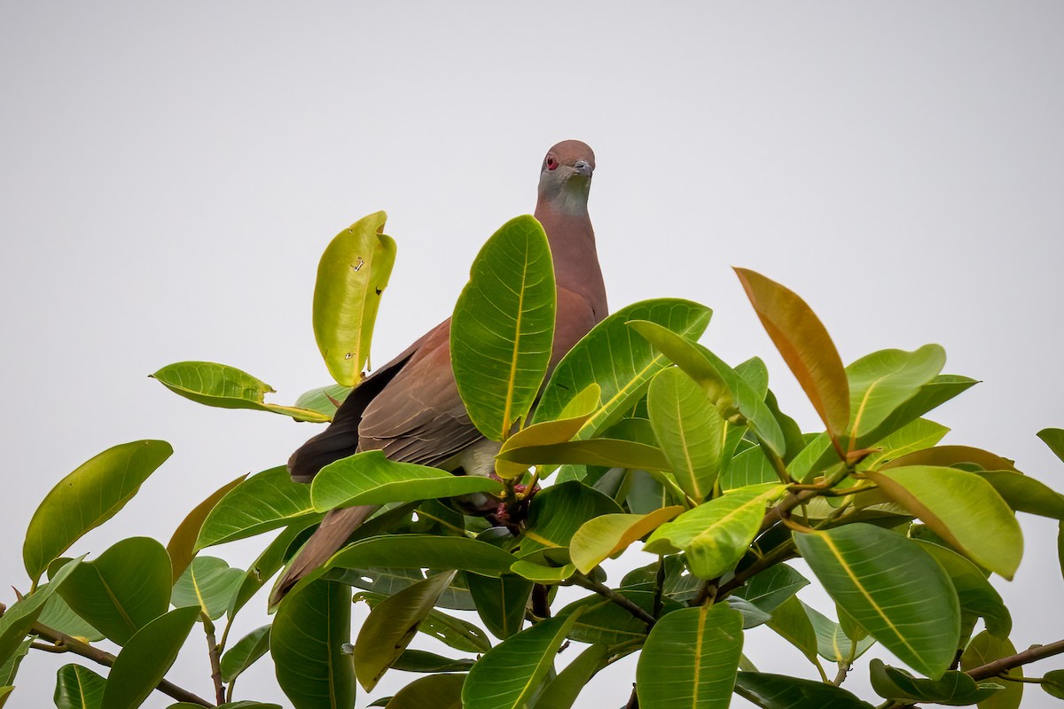 Pale-vented Pigeon - Chris Thomas