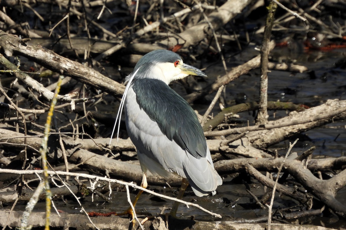 Black-crowned Night Heron - ML616260291