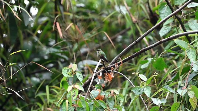 Mountain Avocetbill - ML616260328