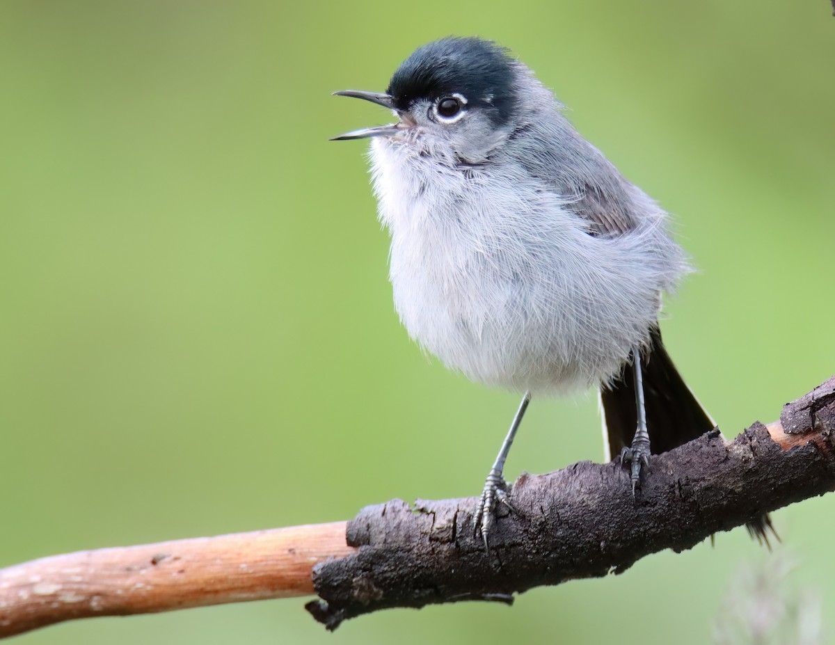 California Gnatcatcher - ML616260334