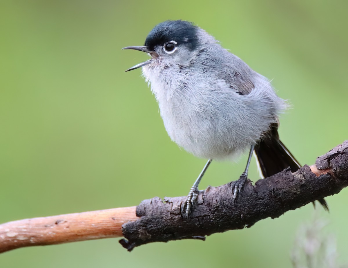 California Gnatcatcher - ML616260335