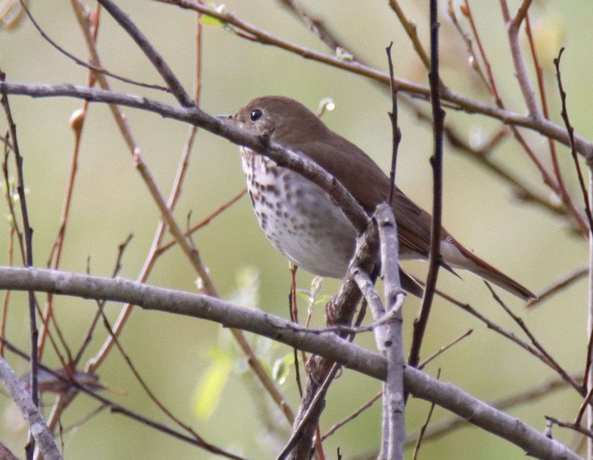 Hermit Thrush - ML616260342