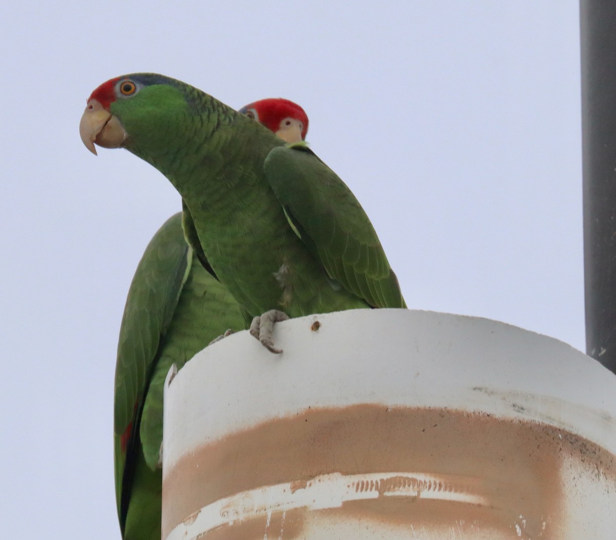 Red-crowned Parrot - ML616260351